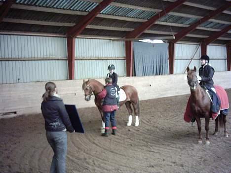 Welsh Cob (sec D) Rudi - SOLGT - her har vi vundet en 1 præmie i Lb 1 i åstrup rideklub billede 13