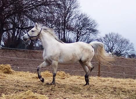 Connemara Stjernhøjs Tiggy C 925 - Ja hvor er jeg beskidt, og den nye hest er godt nok underlig. :) billede 9