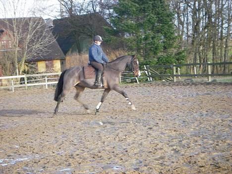 Dansk Varmblod Moonligt *Solgt* billede 1