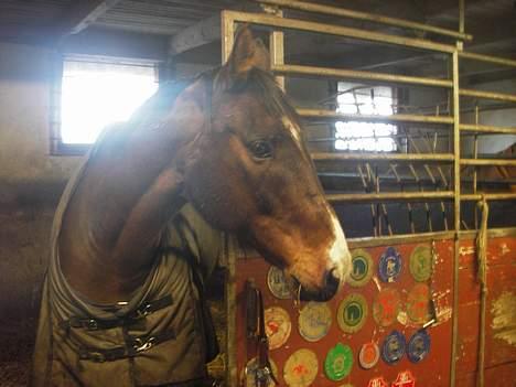 Dansk Varmblod Moonligt *Solgt* billede 2