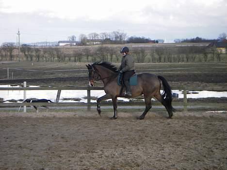 Dansk Varmblod Moonligt *Solgt* billede 3