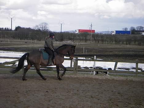 Dansk Varmblod Moonligt *Solgt* billede 4