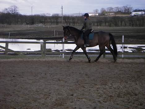Dansk Varmblod Moonligt *Solgt* billede 5