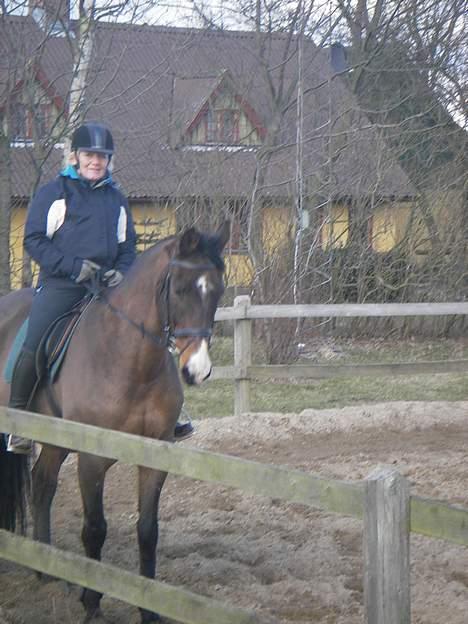 Dansk Varmblod Moonligt *Solgt* billede 6