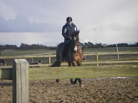 Dansk Varmblod Moonligt *Solgt* billede 7