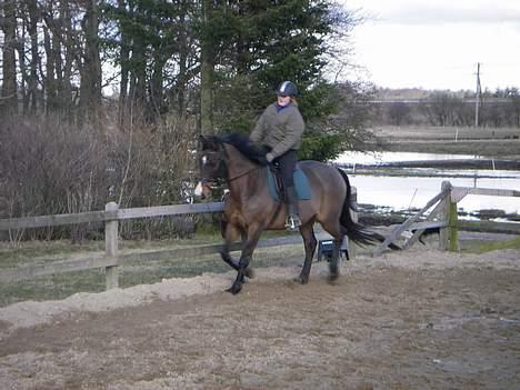 Dansk Varmblod Moonligt *Solgt* billede 8
