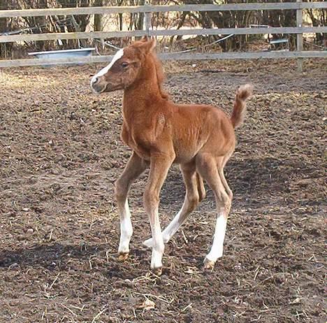 DSP ahorn magic  suviver - en lille bukke spring billede 7