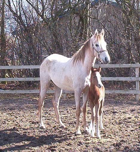 DSP ahorn magic  suviver - mor og søn, Calista er stadig noget svag, og vil ikke rigtig spise. billede 8