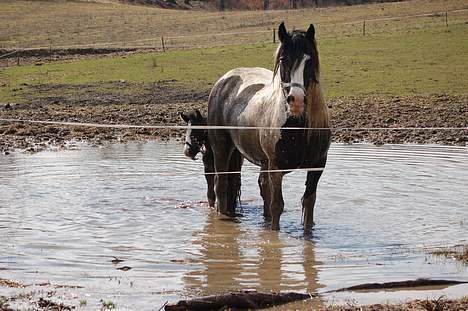 Irish Cob Axelvedgård's Jezebel - I bad  billede 16