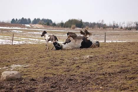 Irish Cob Axelvedgård's Jezebel - Åh ja..... mudderbad er skøøøøønt, se min søn, sådan gør man billede 18