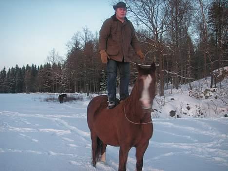 Dansk Varmblod Eros billede 1