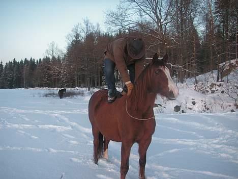 Dansk Varmblod Eros billede 2