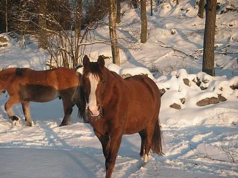 Dansk Varmblod Eros billede 4