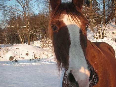 Dansk Varmblod Eros billede 6