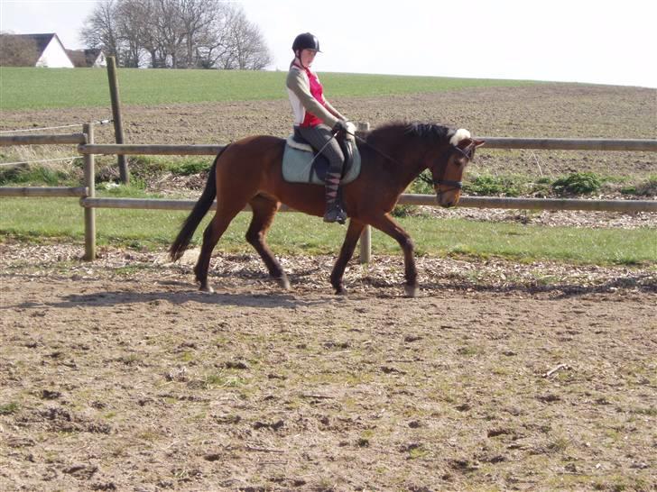 Anden særlig race Pixi *Død* - april 2008 billede 3