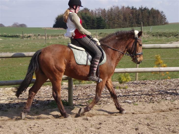 Anden særlig race Pixi *Død* - april 2008 billede 4