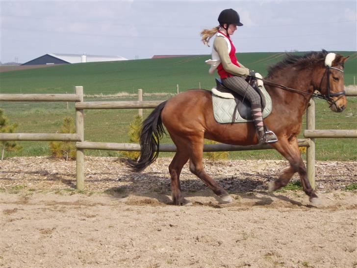 Anden særlig race Pixi *Død* - april 2008 billede 5