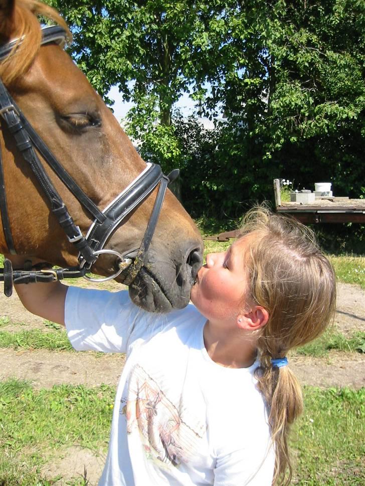 Hollandsk Sportspony Aerobic- Aflivet - et lille mule kys billede 2