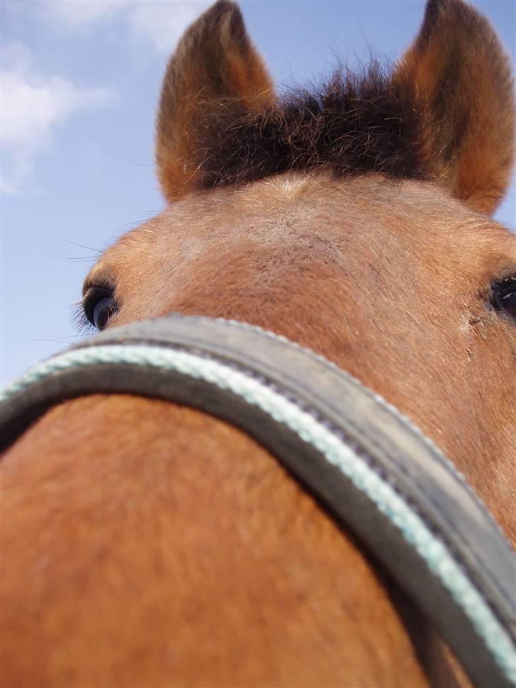 Anden særlig race Pixi *Død* - Hejsa..! billede 7