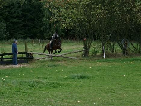 Anden særlig race Shannon (R.I.P) - jubiíii     jeg springer military billede 3
