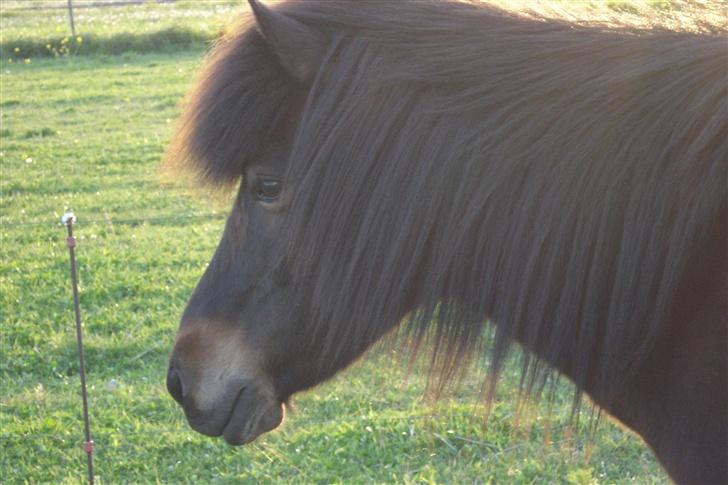 Islænder bylting -  står lige og kigger på de andre ved den smukke solnedgang :P billede 1
