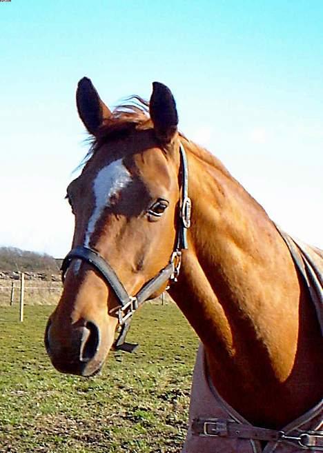 Dansk Varmblod Michelle M RIP. billede 12