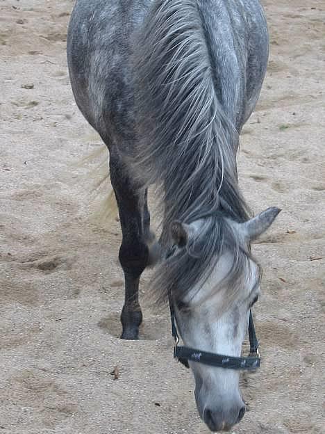 Welsh Mountain (sec A) Elvis Pony - "Elvis i den arabiske ørken" h´Hiih billede 14