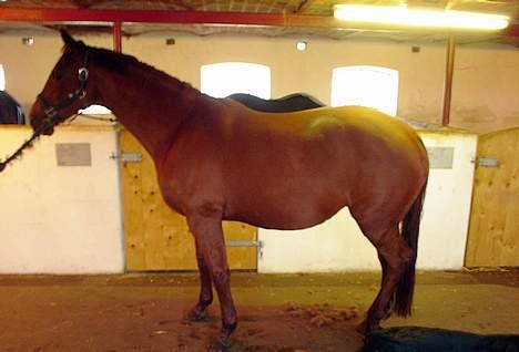 Dansk Varmblod Michelle M RIP. - 3 uger inden hun folede d 14. maj 2006 billede 13