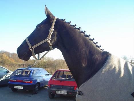 Dansk Varmblod Cherokee Tågerup - Stævne i Vejle billede 1