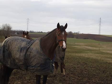 Dansk Varmblod Lindholms Cara - Hvad....? billede 8