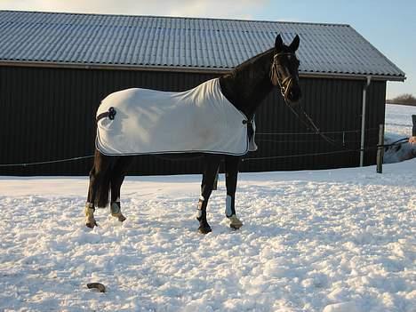 Dansk Varmblod Cherokee Tågerup - ude i sneen billede 2