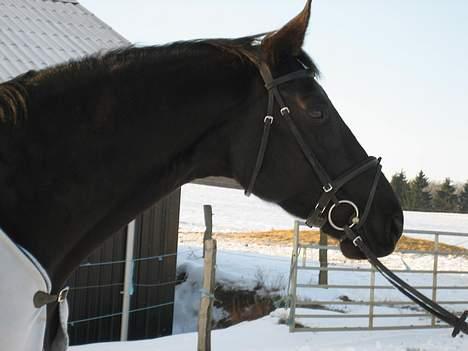 Dansk Varmblod Cherokee Tågerup - hej hej billede 3