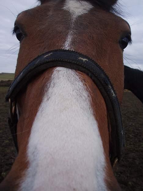 Dansk Varmblod Lindholms Cara - Dav... billede 9