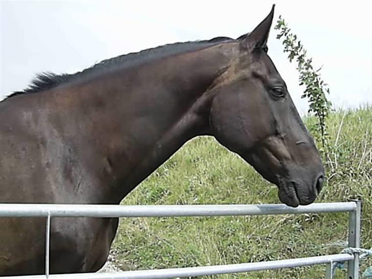 Dansk Varmblod Cherokee Tågerup - Så luk mig dog ind for faen :) billede 4