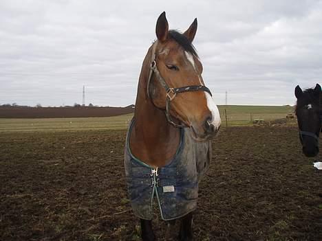 Dansk Varmblod Lindholms Cara - Uha det var et skarpt lys.. billede 10