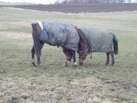 Dansk Varmblod Lindholms Cara - Hej pixi..skal vi danse...? billede 11