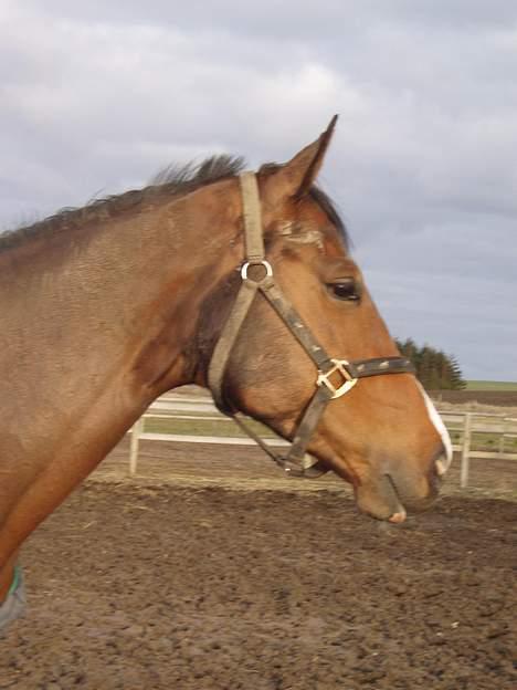 Dansk Varmblod Lindholms Cara - Smukt ikke...højre profil billede 12