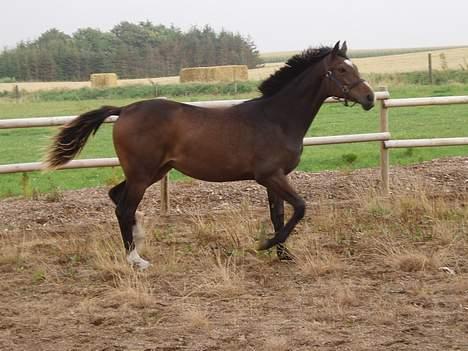 Dansk Varmblod Lindholms Cara - Min datter Carisma.. billede 13