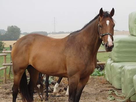Dansk Varmblod Lindholms Cara - Står jeg ok..? billede 14