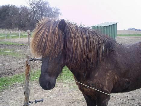Islænder Svartur fra Tingvad - på fold billede 17