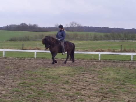Islænder Svartur fra Tingvad - Svartur billede 18