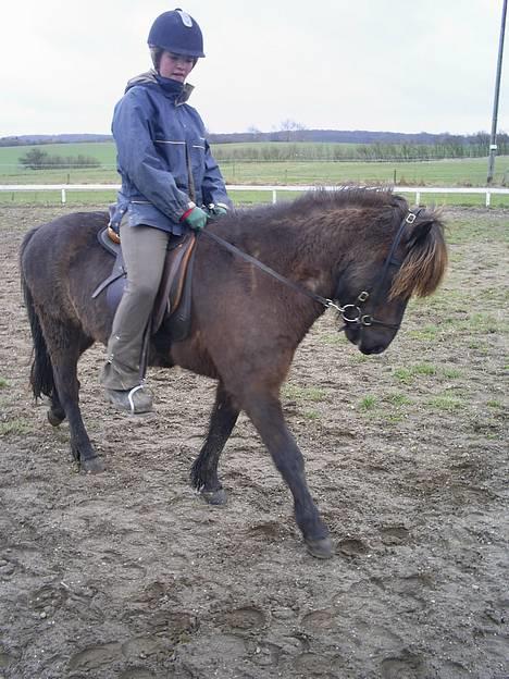 Islænder Svartur fra Tingvad - rigtig fin skridt :D  billede 19