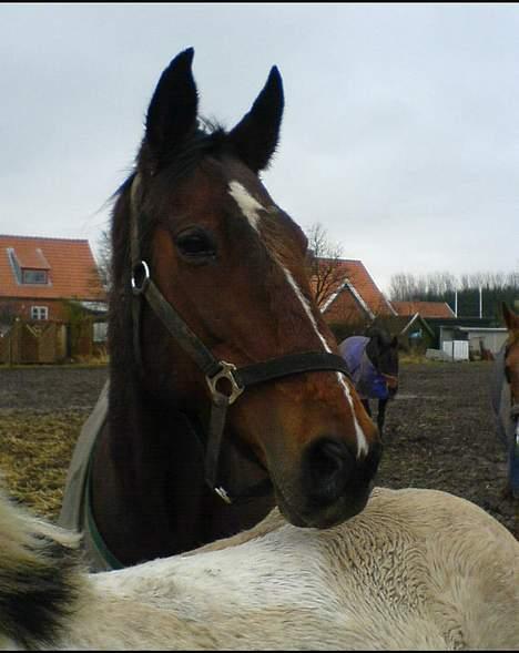 Traver SikSak (Død 2011) billede 7