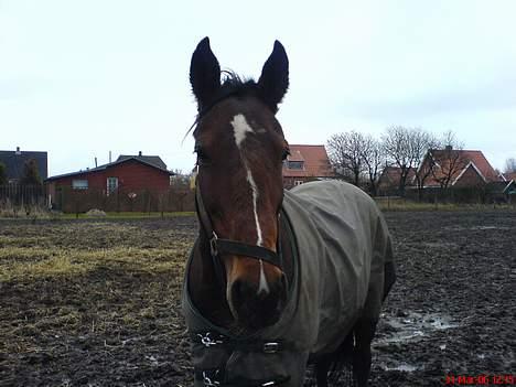 Traver SikSak (Død 2011) billede 9