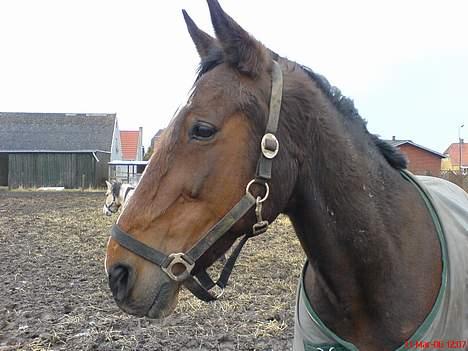 Traver SikSak (Død 2011) - her kan man rigtig se, at vinterpelsen så småt er ved at falde af på hans hoved ;-) billede 10