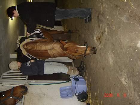 DSP Patricia*Solgt*Efterlyses - hun får sliksten.. billede 8