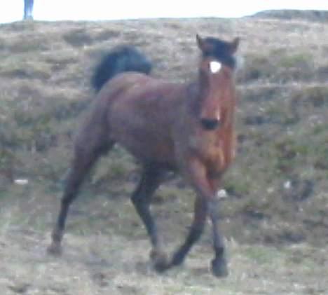 Traver Danielle *Solgt* - Man kan da løfte fusserne lidt xD billede 4