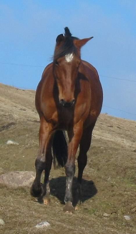 Traver Danielle *Solgt* billede 5