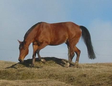 Traver Danielle *Solgt* billede 6