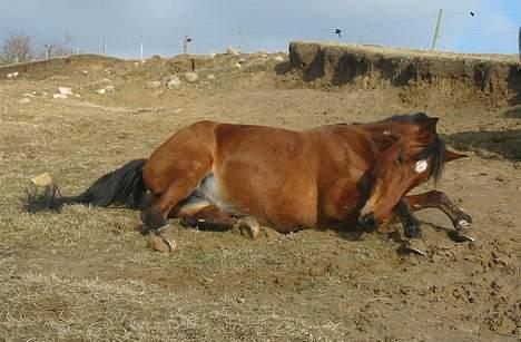 Traver Danielle *Solgt* - Skøn rulletur billede 7